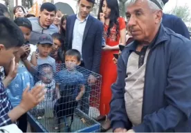 Гапирадиган қарға ГОША нима учун гапирмай қўйди? (видео) фото