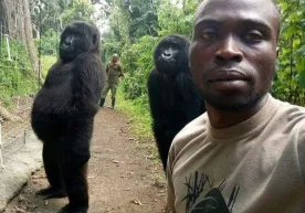 Gorillalar o‘z hayotini asrovchi reynjer bilan suratga tushdi (foto) фото