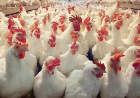 4,2 million oilaga limon etishtirish va tovuq boqish uchun kreditlar beriladi фото
