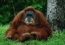 Indoneziyada orangutan 74 ta oʻq jarohatidan tirik qoldi фото