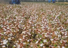 Bu yil 1 kg terilgan paxta uchun necha so‘m pul to‘lanishi ma’lum bo‘ldi фото