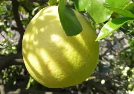 O‘zbek olimi 3 kilogrammlik limon etishtirdi фото