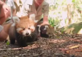 Avstraliyaning Sidney hayvonot bogʻida noyob qizil pandachalar dunyoga keldi (video) фото