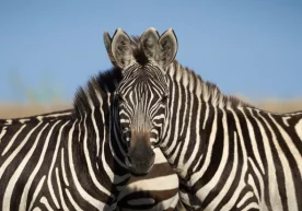Optik illyuziya: Suratdagi bosh qaysi zebraga tegishli? фото
