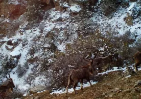 «Surxon» qo‘riqxonasida ozuqa izlab yurgan morxo‘rlar to‘dasi (video) фото