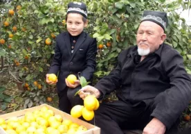 Бир парча ердан 7 миллион даромад олган олтинкўллик деҳқонбобо фото