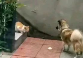 Xitoyda och qolib, g‘ingshiyotgan mushukni bulochka bilan mehmon qilgan it (video) фото