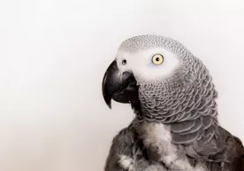 So‘kong‘ich to‘tilar qayoqqa yo‘qoldi? фото