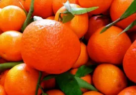 Mandarinlar nimasi bilan xavfli: kutilmagan ma’lumot фото