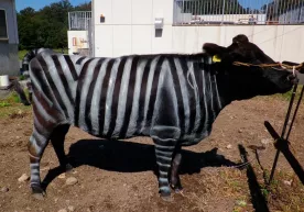 Yapon fermerlari sigirlarni nega «zebraga o‘xshatib» bo‘yashyapti? фото