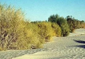 Buxoro viloyatidagi 197 ming gektar hududga saksovul ekiladi фото