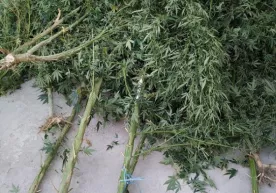 “Kannabis”ni parvarishlash qimmatga tushdi фото