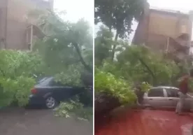 Toshkentda daraxt qulab, 7 ta mashinani bosib qoldi (video) фото