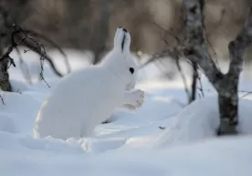 Олимлар қуёнларнинг гўштхўр турини аниқлашди фото