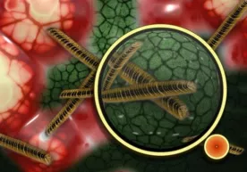 Odam tanasida yangi noma’lum virus aniqlandi фото