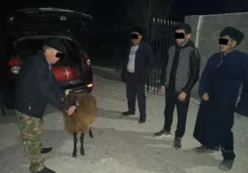 Самарқандда «Captiva»да қўй ўғирлаган шахс ушланди фото
