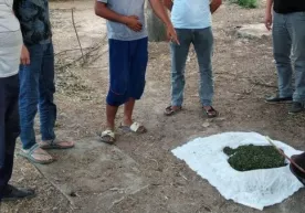 Олмалиқда марихуана қовураётган шахслар ушланди фото