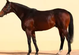 Ramzan Qodirov Zazu laqabli otini qaytarib oldi фото