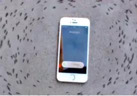 Chumolilarning iPhone atrofida taralayotgan musiqaga “raqsga tushishi” foydalanuvchilarni o‘ylantirib qo‘ydi (video) фото
