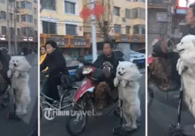 Xitoy manzaralari: Elektrosamokat uchayotgan it (video) фото