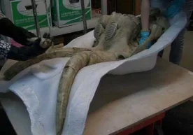 Metro quruvchilari mamont, sher va tuya qoldiqlarini topishdi (video) фото