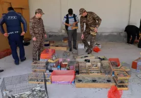 Over a thousand birds and desert tortoises found to be illegally sold in Tashkent фото