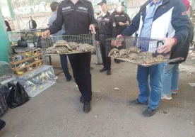 Toshkentdagi bozorda 63 ta toshbaqa noqonuniy sotilayotgani aniqlandi фото