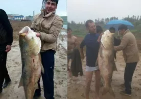 Тошкент денгизида жуда катта балиқ овланди фото