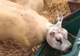 Xitoy qo‘y va cho‘chqani chatishtirib go‘shtini O‘rta Osiyoga pullayaptimi? (video) фото