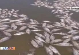 Самарқанддаги сув омборида 300 тонна балиқ нобуд бўлди (видео) фото