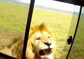 Arslonni silamoqchi bo‘lgan turist arang oynani yopib qutuldi (video) фото