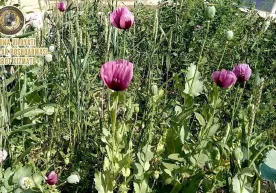 Farg‘onada erkak tomorqasida 60 tup ko‘knori yetishtirib kelayotgani aniqlandi фото