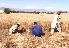 “Tolibon” ishchilarning maoshini bug‘doy bilan to‘laydi фото