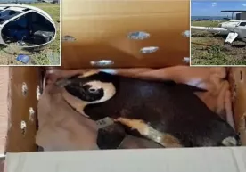 Вертолёт потерпел крушение из-за пингвина! фото