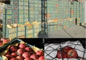 Тошкентда 1,2 млрд. сўмлик салкам 148 тонна олманинг ноқонуний импорти фош қилинди фото