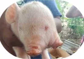 Filippinda 2 bosh, 2 burunli va 3 ko‘zli cho‘chqa bolasi tug‘ildi фото