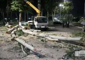 "Дарахт кесиш томошаси" ҳокимга нега керак бўлиб қолди? фото