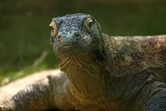 Biologlar eng mashhur sudralib yuruvchilar reytingini tuzishdi фото