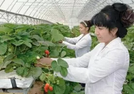 Bog‘otlik tadbirkor issiqxonada qulupnay yetishtirmoqda фото