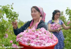 Жомбойда ёғининг 1 грамми 120 доллар турувчи Дамашқ атиргули етиштирилмоқда фото