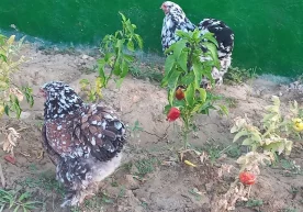 Tovuqlar ostiga dorilarni yashirgan shaxsning qilmishi oshkor bo‘ldi фото