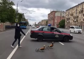 Москвада ўрдаклар ўтиб олиши учун катта проспектни тўсиб қўйишди (видео) фото