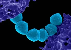 Yaponiyada xavfli infeksiya tarqalmoqda фото