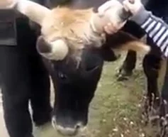 O‘zbekistonda dunyoga kelgan ajabtovur uch shoxli sigir "Daily Mail" nashri qahramoniga aylandi фото