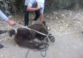 Shahrisabzdagi qishloqlarining biriga 2 ta ayiq tushib kelgan фото