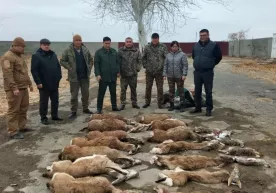 Brakonerlar «Qizil kitob»ga kiritilgan 14 ta kiyik va 5 ta yovvoyi quyonni otib o‘ldirdi фото