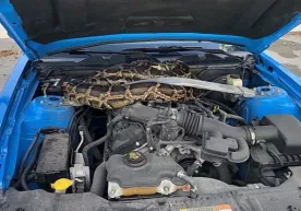Ford Mustang kapoti ostiga kirib olgan ulkan piton (video) фото