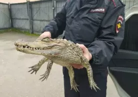 Rossiyalik erkak politsiya bo‘limiga tirik timsoh olib keldi (foto) фото
