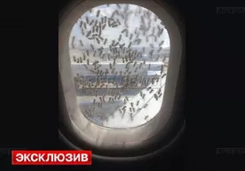 Внуково аэропортида "Аэробус" йўловчи самолёти устига минглаб асаларилар ёпирилди фото