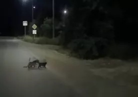 Nogiron itning yo‘ldan o‘tishiga yordam berayotgan ikki mushuk (video) фото
